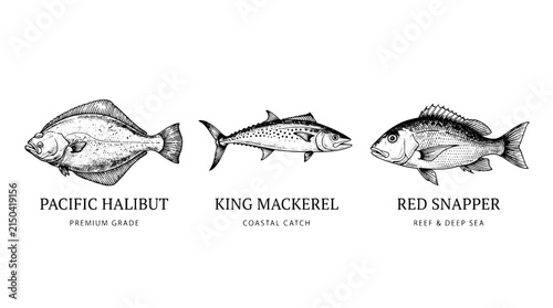 Engraved illustration of three fish types named Pacific halibut, king mackerel, and red snapper