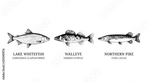 Engraved illustration of lake whitefish, walleye, and northern pike with scientific names displayed below each fish