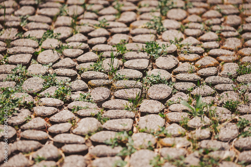 Fotografie Nature reclaims its space on ancient cobblestones, showcasing resilience in a bu