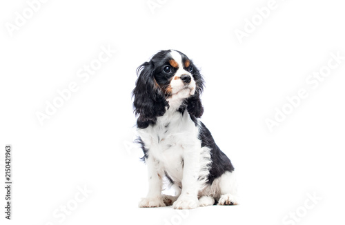 Obraz na płótnie Cavalier Spaniel puppy looking