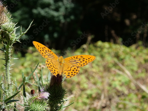 Photography Just a butterfly nothing more