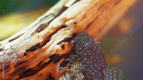 Close-Up of Ancistrus Catfish Sucking and Feeding on Driftwood in Freshwater Aquarium