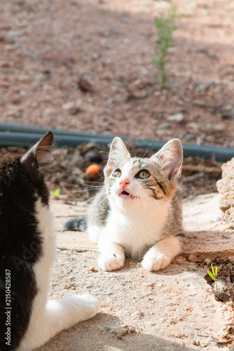 Obraz na plátně A tabby kitten in the garden, emitting characteristic meows of hunting instinct after spotting prey