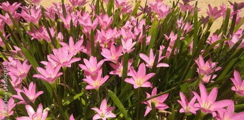 Foto Vibrant pink flowers in full bloom