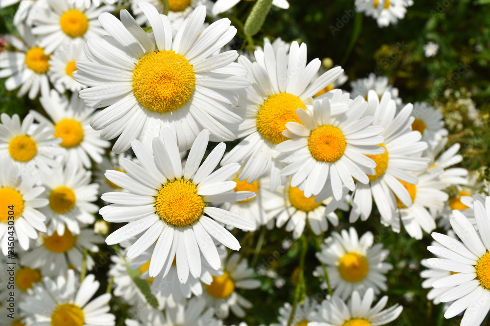Obraz premium A field of daisies in bloom, Sainte-Apolline, Québec, Canada