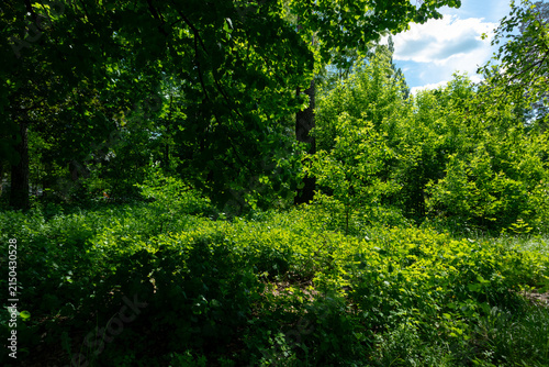 Lush green forest landscape with dense foliage and bright sunlight