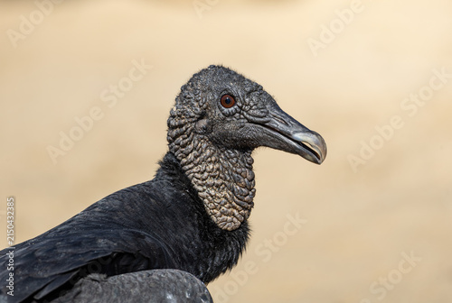 Fotografie Black vulture (Coragyps atratus) close up portrait