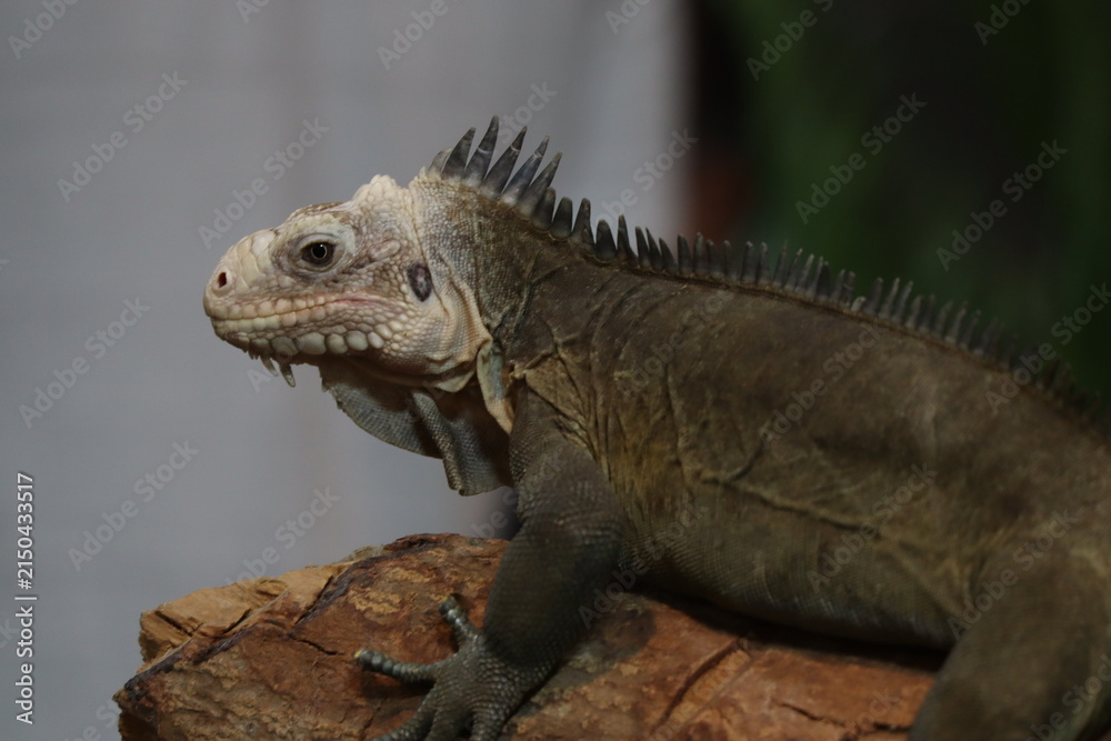 Fototapeta premium Lesser Antillean Iguana Resting on a Log