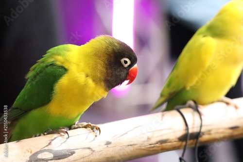 Cuadro en lienzo Colorful Lovebirds Perched on a Branch Indoors