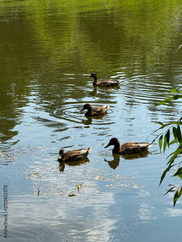фотографія A group of wild ducks (mallards) swimming on the surface of a pond with reflections of green trees on a summer day