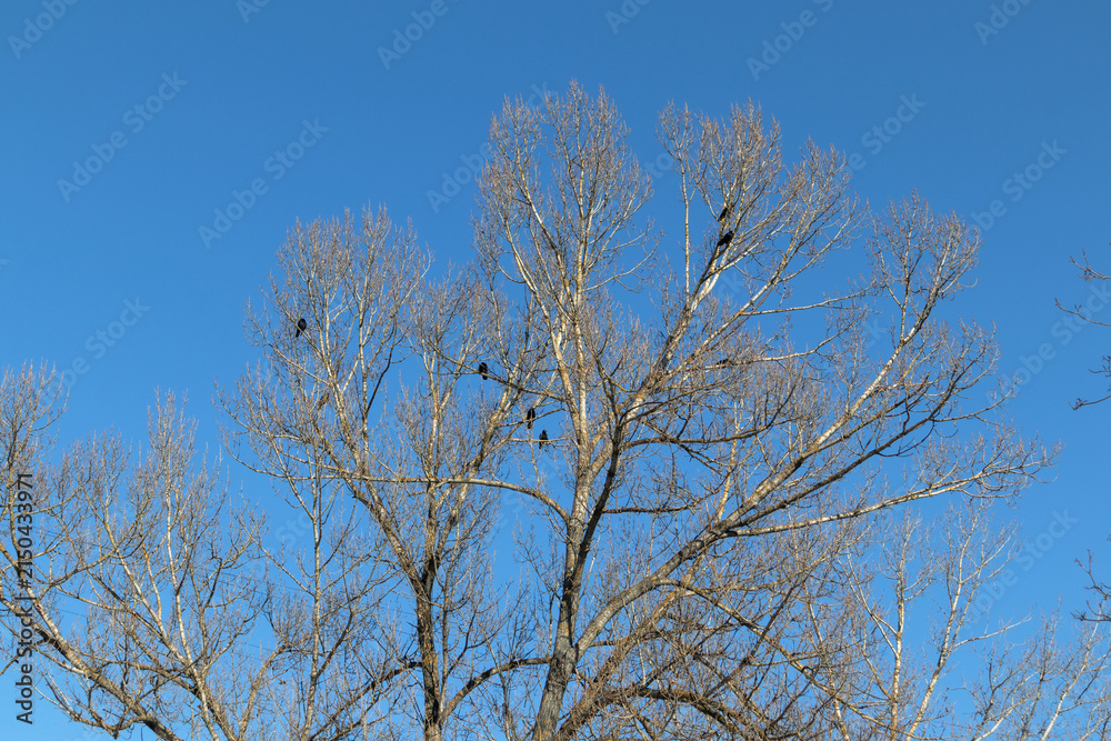 Obraz premium Black crows perched on bare tree branches against clear blue sky
