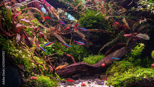 Bild auf Leinwand Beautiful planted aquarium with colorful aquatic plants, driftwood, moss, and neon tetra fish in a natural aquascape
