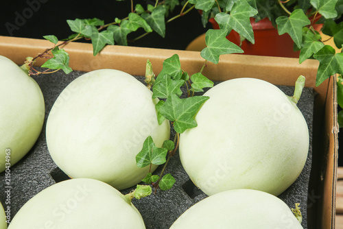 Foto Fresh White Melons Growing in Wooden Planters with Green Ivy Vines - Shandong Or