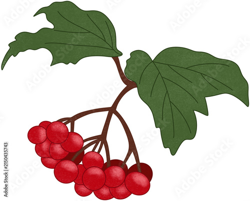 red viburnum illustration