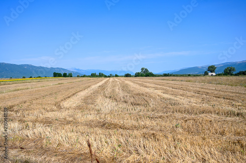 Harvested crop field showing golden stubble rows and distant low mountains on the horizon. Flat agricultural field after harvest with rows of golden straw and stubble under a clear blue sky. Rural far