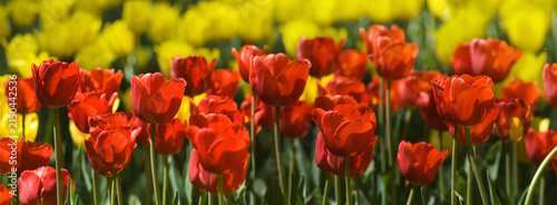Colorful tulips bloom in a garden during springtime with yellow and red flowers standing tall