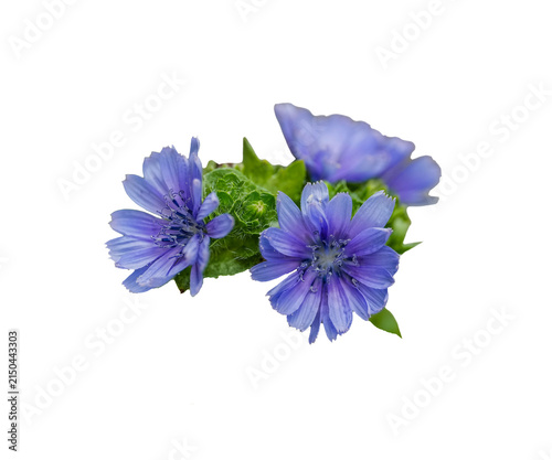 Bild auf Leinwand violette Endivienblüten, Salatblüten, freigestellt