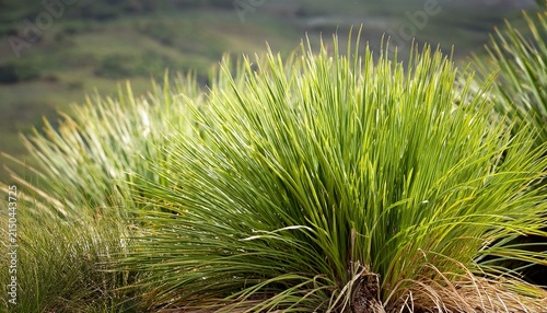 Grass Lomandra Longifolia
