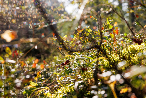 Fotografía Dew covered spider web stretched between forest shrubs near Hamina Finland