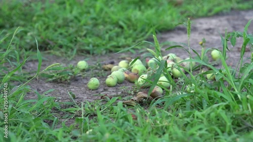 Green apples that have fallen to the ground.