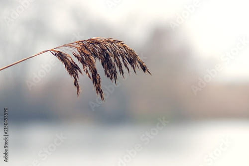 Close-up of dry reed panicle against blurred background of misty lake