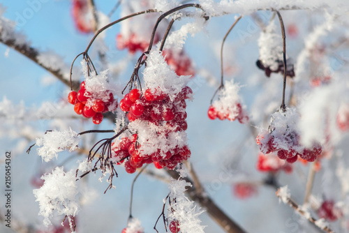 Close-up of cluster of red viburnum berries covered with rime frost in winter
