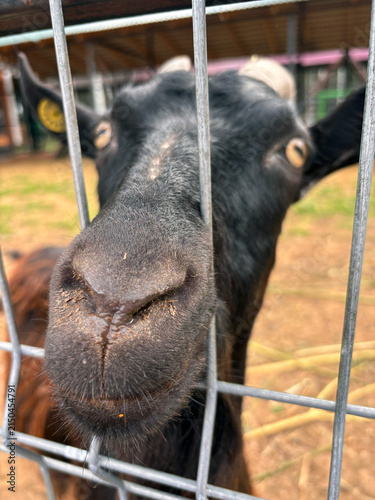 Black Goat Close-Up Behind Metal Fence at a Farm
