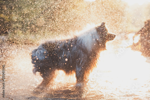 Australian Shepherd shaking water from its wet coat in a summer river at golden hour