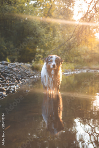 Wet Australian Shepherd standing in a shallow forest river at golden hour in summer