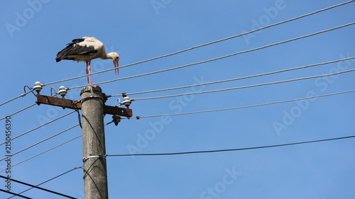 Foto White stork perched atop a utility pole against a soft blue sky.