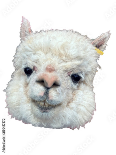 Cute White Alpaca Face Isolated on Transparent Background