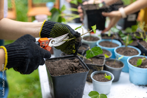 Hands of gardener transplanting rooted plant cuttings into pots. Plant propagation, nursery work, gardening and horticulture concept