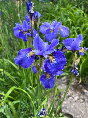 Canvas Print blooming Iris sibirica Savoir Faire with yellow and purple flowers