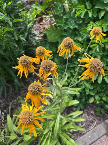 Bild auf Leinwand blooming helenium hoopesii or Golden Flower with yellow inflorescences like daisies