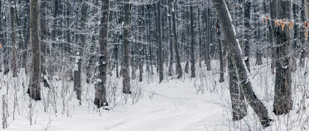 Fototapeta premium Winding snow covered path through dense winter forest with trees