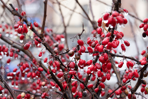 Konstfotografi Red barberry berries on branches covered with water drops after rain