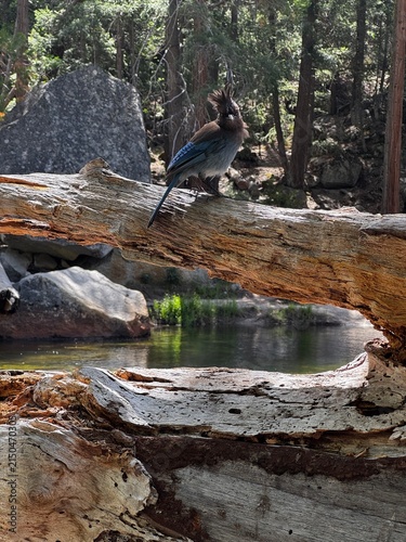 Blue Jay
