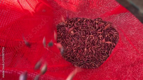Onion Sets Falling into Mesh Bags After Mechanical Sorting, Agricultural Processing, Crop Handling, Farm Machinery, Harvest Packaging
