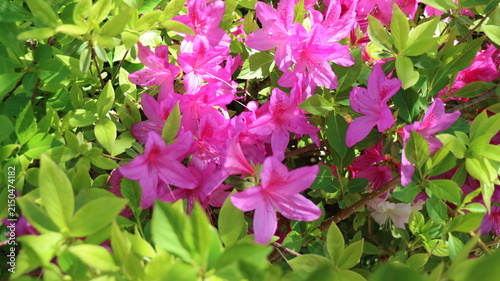 Pink Flowers