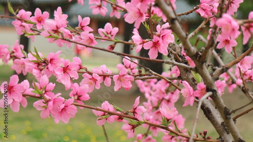 pink cherry blossom