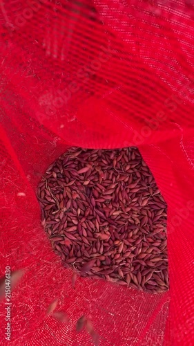 Onion Sets Transferred into Mesh Sacks After Size Grading, Agricultural Processing, Crop Collection, Farm Machinery, Harvest Handling, Vertical