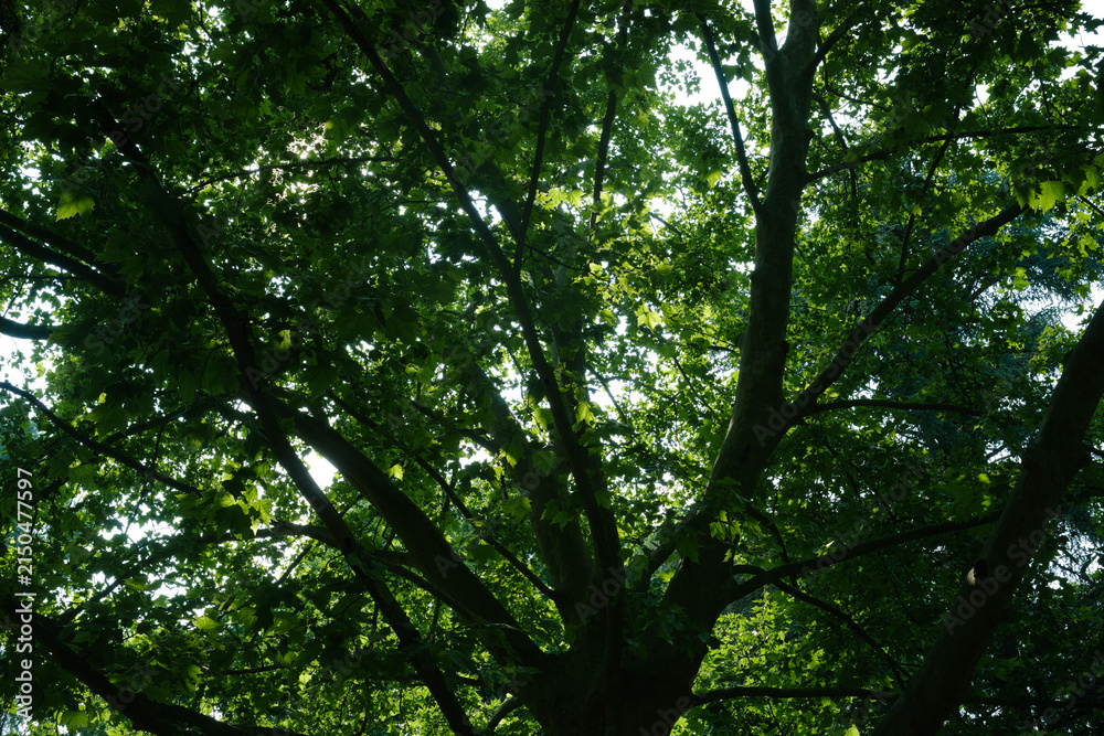 Fototapeta premium Looking up into the lush green canopy of a large tree with sunlight filtering through