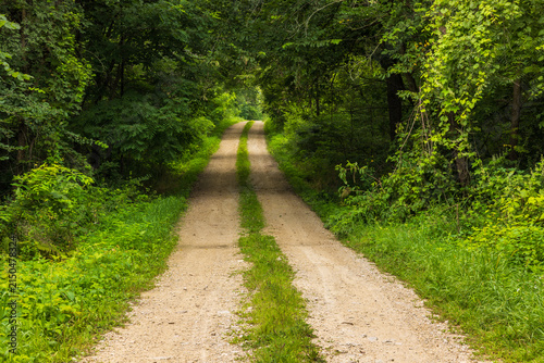 An Old Narrow Gravel Road In The Woods In Summer