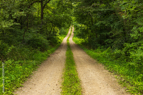 An Old Narrow Gravel Road In The Woods In Summer