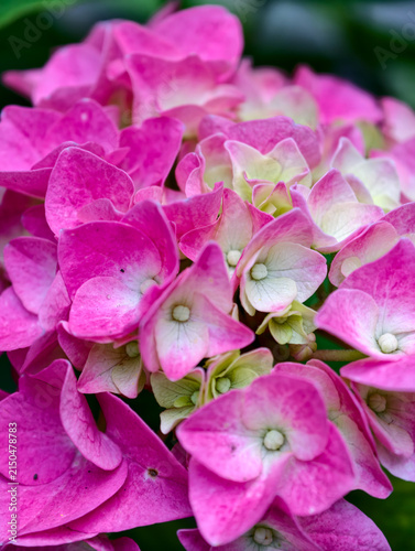 Canvastavla Close up macro shot of vibrant pink hydrangea macrophylla flower head blooming