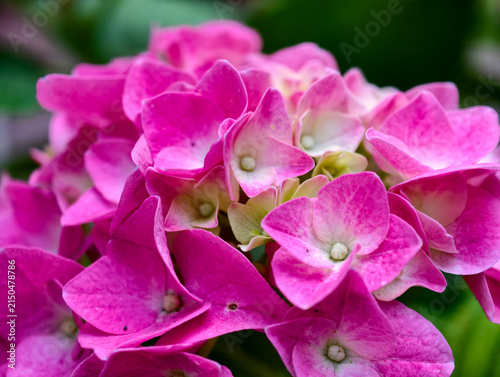 Принти на полотні Close up macro shot of vibrant pink hydrangea macrophylla flower head blooming