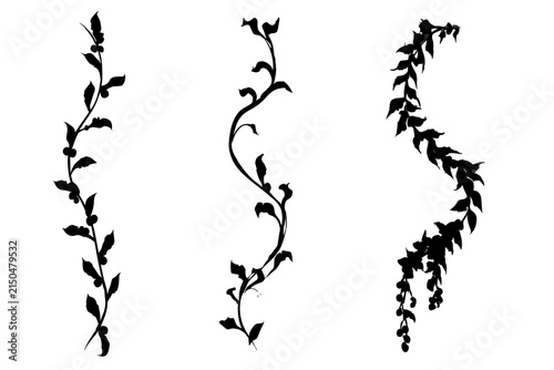 Three black silhouette vine plant stems on white background