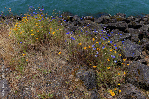 Wildflowers Along the Columbia