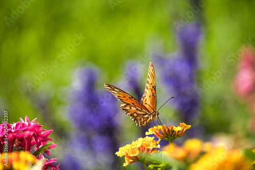 butterfly on flower