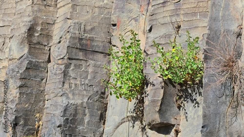 Stone wall hosts resilient green plants